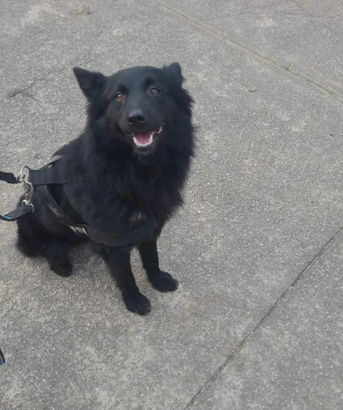 Cachorro raça SRD-ViraLata idade 2 anos nome Dark