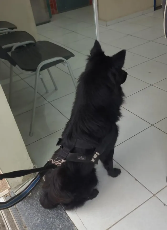 Cachorro raça SRD-ViraLata idade 2 anos nome Dark