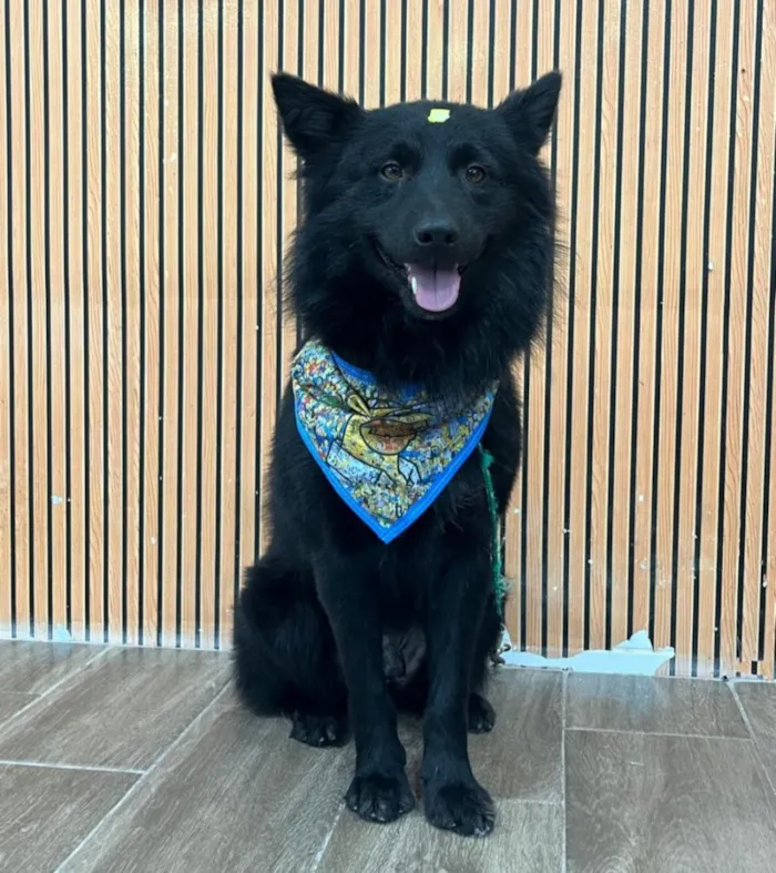 Cachorro raça SRD-ViraLata idade 2 anos nome Dark