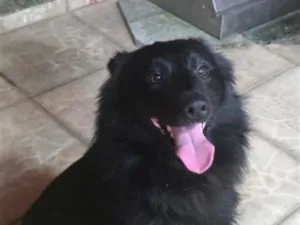 Cachorro raça SRD-ViraLata idade 2 anos nome Dark