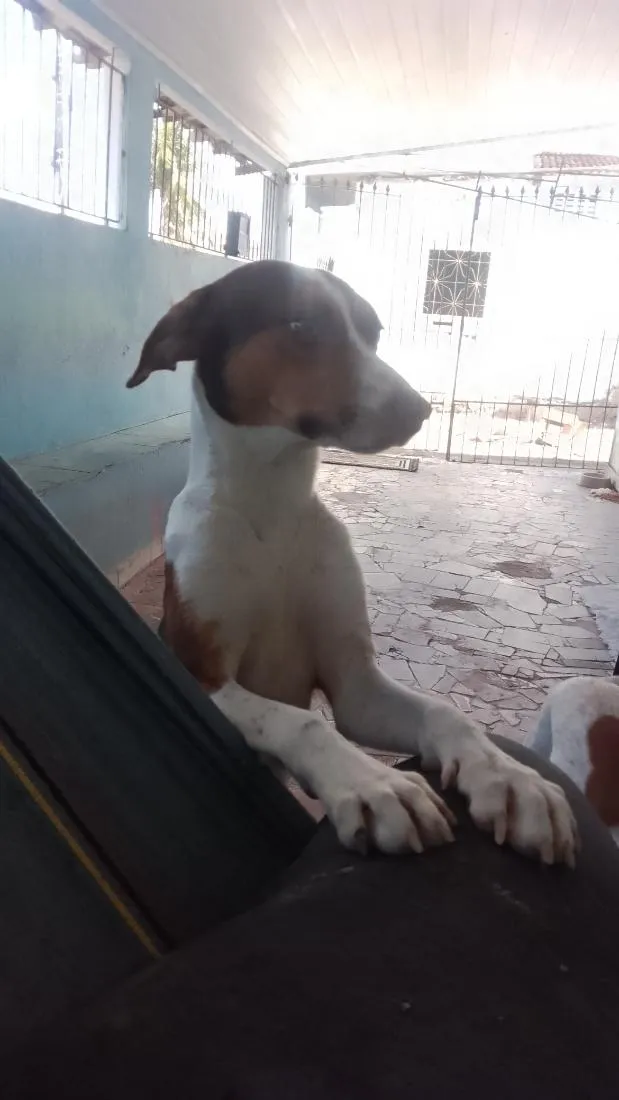 Cachorro raça SRD-ViraLata idade 1 ano nome perigo