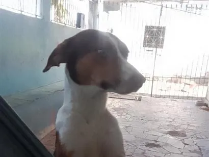 Cachorro raça SRD-ViraLata idade 1 ano nome perigo