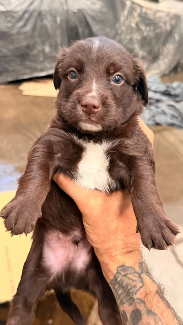 Cachorro raça SRD-ViraLata idade 2 a 6 meses nome Pelé 
