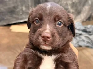 Cachorro raça SRD-ViraLata idade 2 a 6 meses nome Pelé 