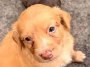 Cachorro raça SRD-ViraLata idade 2 a 6 meses nome Tostão 