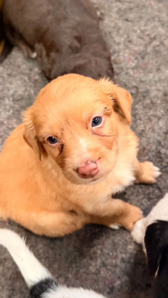 Cachorro raça SRD-ViraLata idade 2 a 6 meses nome Garrincha 