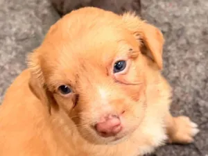 Cachorro raça SRD-ViraLata idade 2 a 6 meses nome Garrincha 