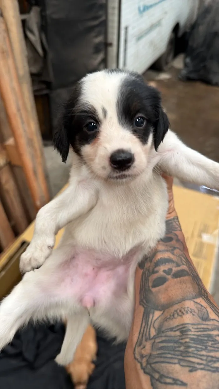 Cachorro raça SRD-ViraLata idade 2 a 6 meses nome Marta
