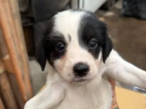 Cachorro raça SRD-ViraLata idade 2 a 6 meses nome Marta