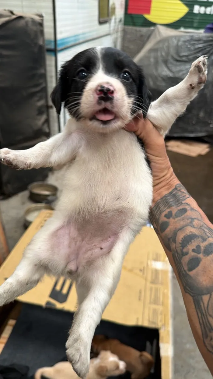 Cachorro raça SRD-ViraLata idade 2 a 6 meses nome Debinha