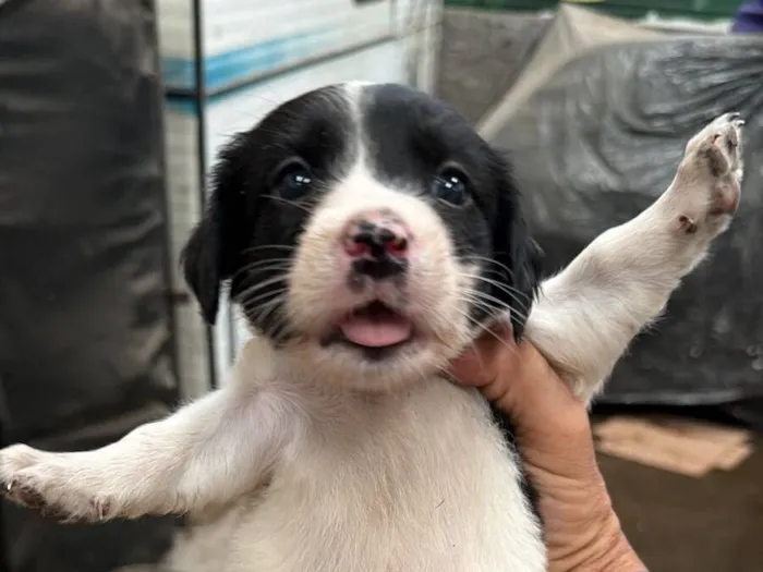 Cachorro raça SRD-ViraLata idade 2 a 6 meses nome Debinha