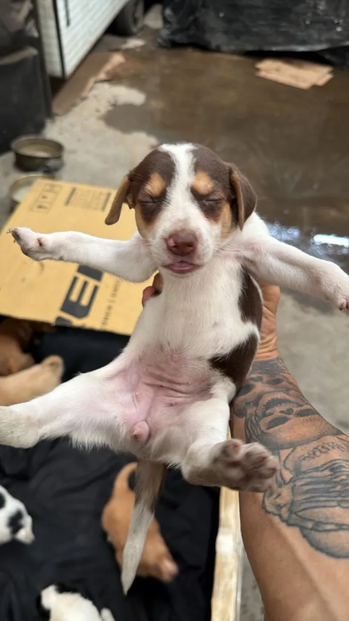 Cachorro raça SRD-ViraLata idade 2 a 6 meses nome Formiga 