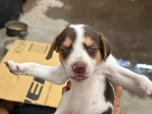 Cachorro raça SRD-ViraLata idade 2 a 6 meses nome Formiga 