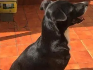 Cachorro raça SRD-ViraLata idade 7 a 11 meses nome Negão