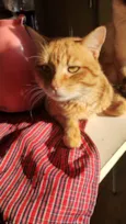 Lorenzo