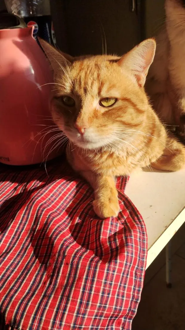 Gato raça SRD-ViraLata idade 2 anos nome Lorenzo