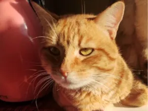 Gato raça SRD-ViraLata idade 2 anos nome Lorenzo