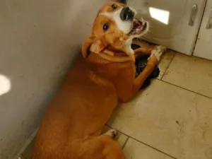Cachorro raça SRD-ViraLata idade 1 ano nome Davi