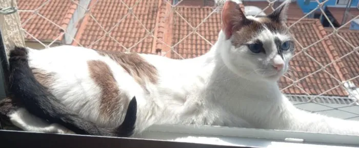 Gato raça SRD-ViraLata idade 2 anos nome MEG