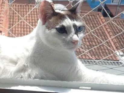 Gato raça SRD-ViraLata idade 2 anos nome MEG