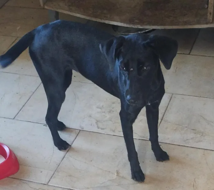 Cachorro raça SRD-ViraLata idade 7 a 11 meses nome Mayara