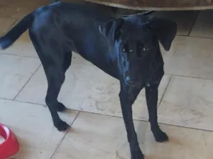 Cachorro raça SRD-ViraLata idade 7 a 11 meses nome Mayara