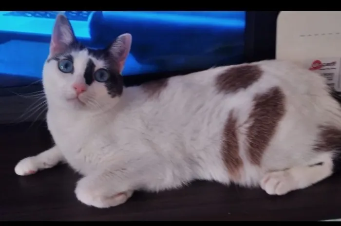 Gato raça SRD-ViraLata idade 2 anos nome MEG
