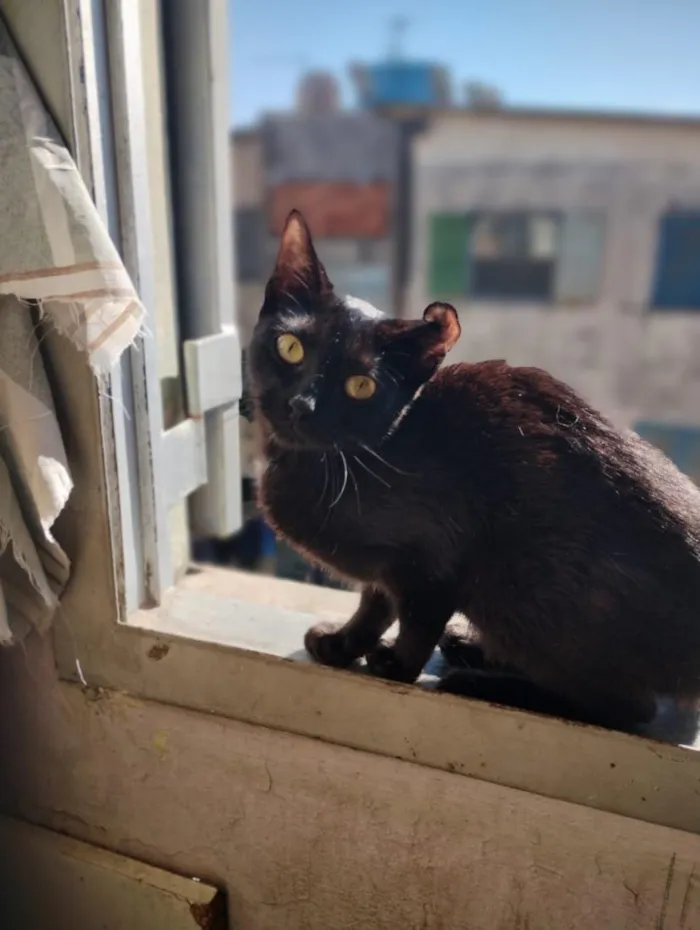 Gato raça SRD-ViraLata idade 7 a 11 meses nome Heitor