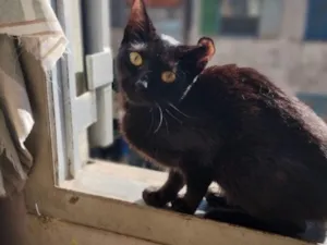 Gato raça SRD-ViraLata idade 7 a 11 meses nome Heitor
