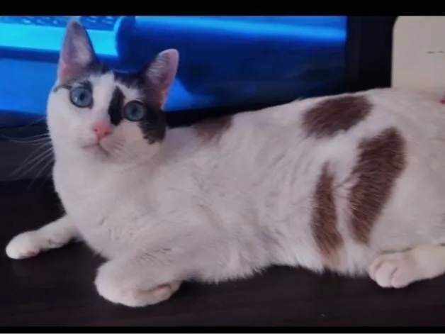 Gato raça SRD-ViraLata idade 2 anos nome MEG