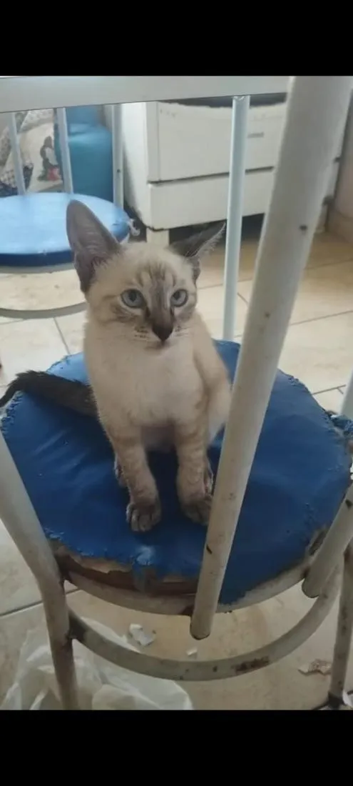 Gato raça SRD-ViraLata idade 7 a 11 meses nome Angelo
