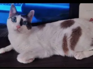 Gato raça SRD-ViraLata idade 2 anos nome MEG