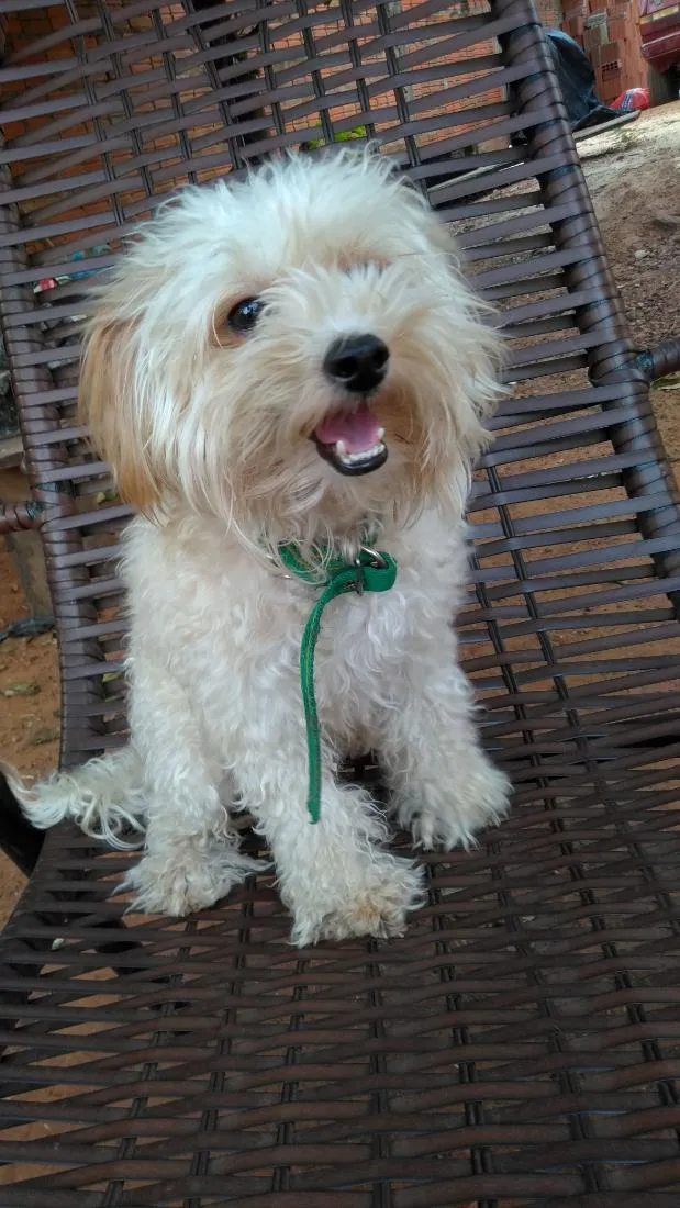 Cachorro raça Poodle idade 6 ou mais anos nome thor