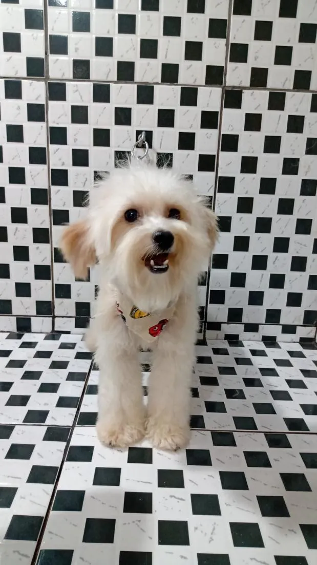 Cachorro raça Poodle idade 6 ou mais anos nome thor