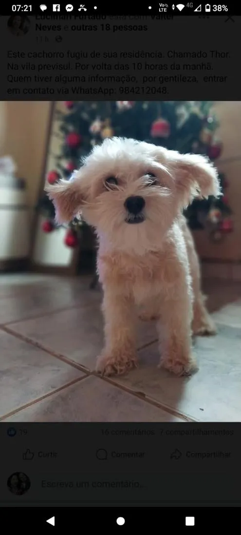 Cachorro raça Poodle idade 6 ou mais anos nome thor