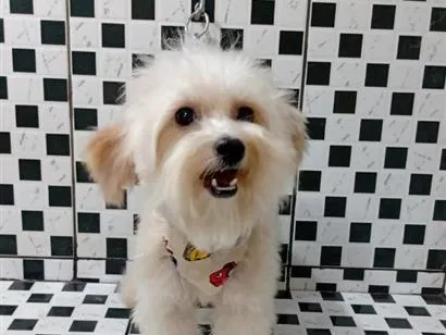 Cachorro raça Poodle idade 6 ou mais anos nome thor