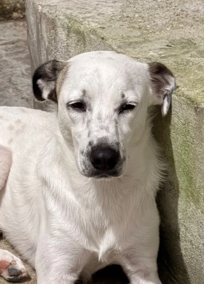 Cachorro raça SRD-ViraLata idade 2 anos nome Mike