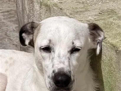 Cachorro raça SRD-ViraLata idade 2 anos nome Mike