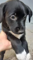 Isa 