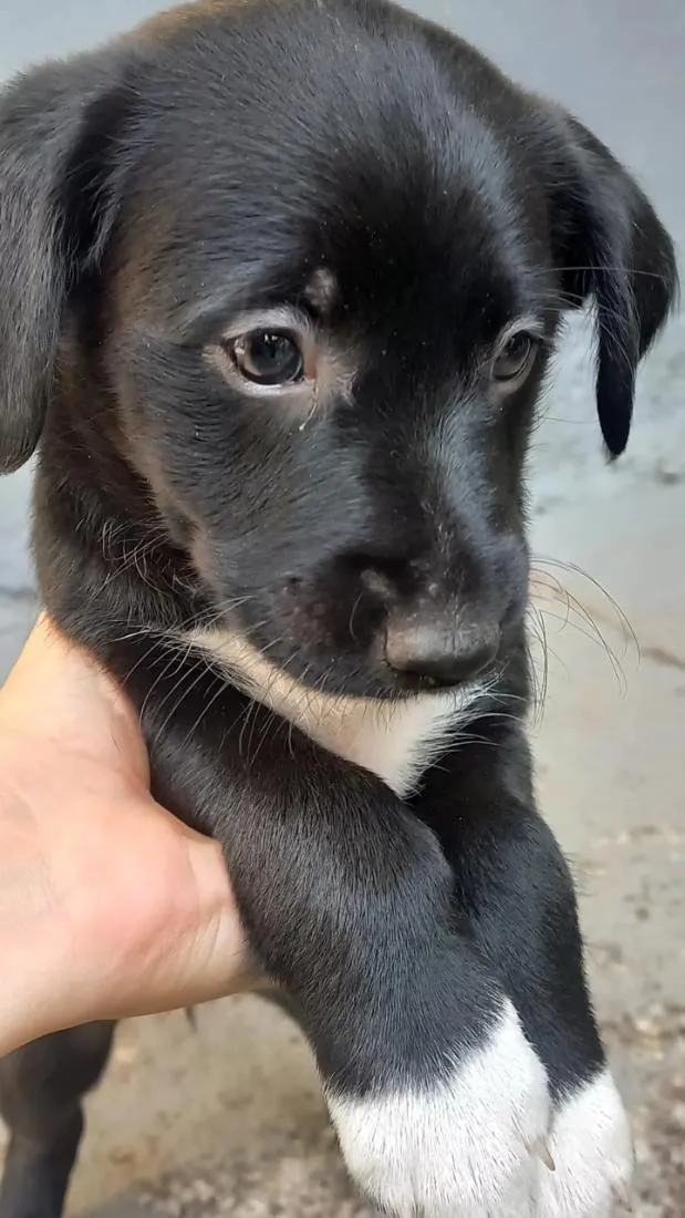 Cachorro raça SRD-ViraLata idade 2 a 6 meses nome Isa 