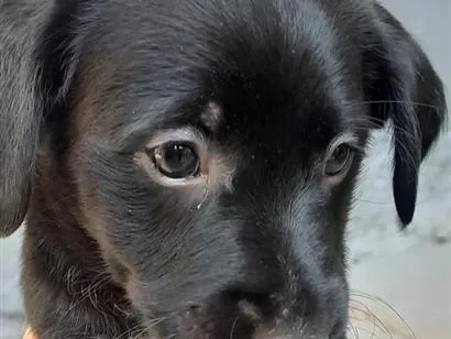 Cachorro raça SRD-ViraLata idade 2 a 6 meses nome Isa 
