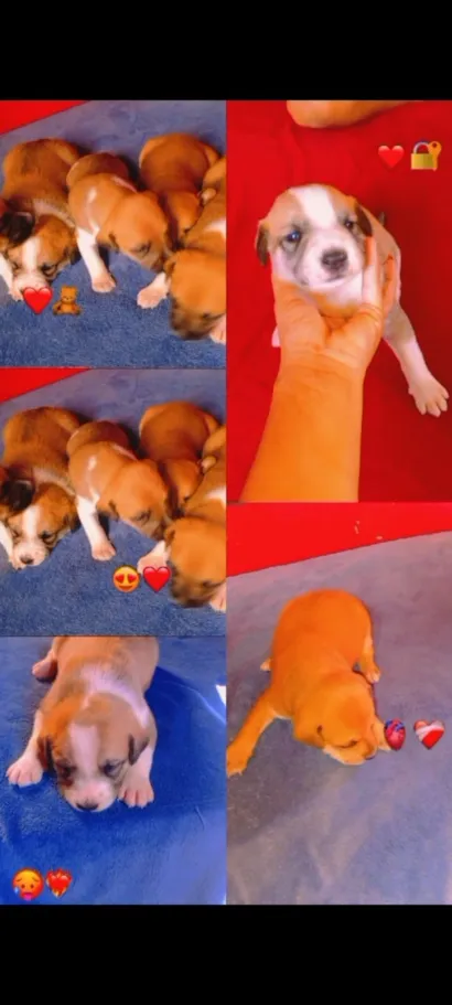 Cachorro raça Labrador idade Abaixo de 2 meses nome Luane 