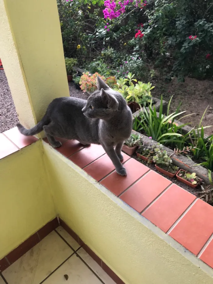Gato raça SRD-ViraLata idade 2 a 6 meses nome Belinha