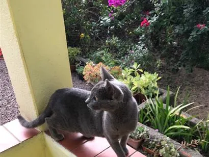 Gato raça SRD-ViraLata idade 2 a 6 meses nome Belinha