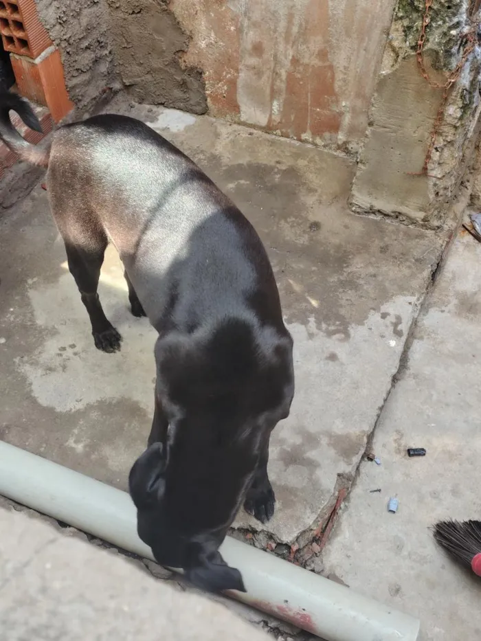 Cachorro raça Labrador idade 1 ano nome Bob
