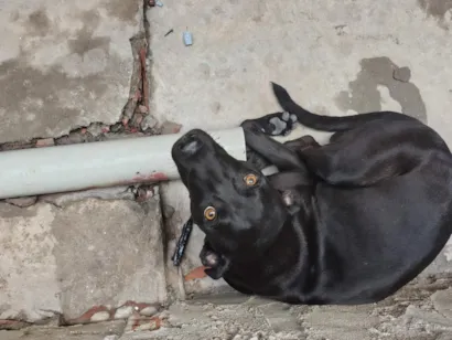 Cachorro raça Labrador idade 2 anos nome Bob