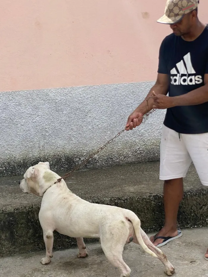 Cachorro raça Pit-Bull idade 2 anos nome zeus