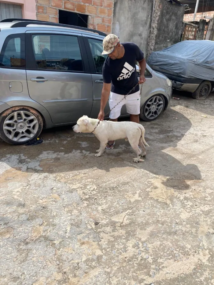 Cachorro raça Pit-Bull idade 2 anos nome zeus