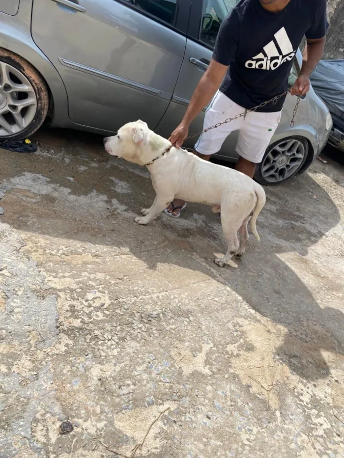 Cachorro raça Pit-Bull idade 2 anos nome zeus