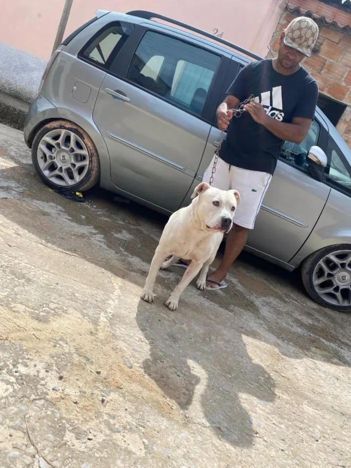 Cachorro raça Pit-Bull idade 2 anos nome zeus